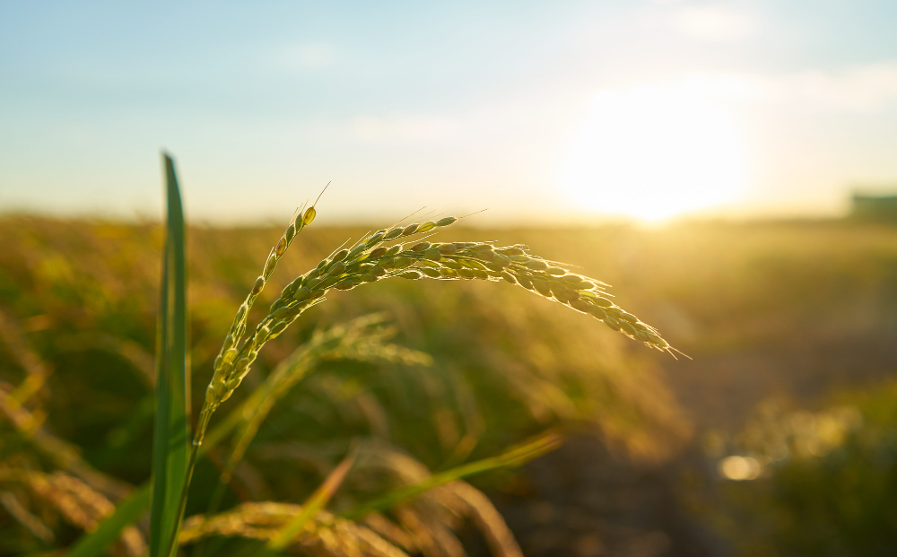 O avanço do agronegócio no Brasil: saiba como acompanhar o mercado